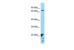 XKR6 Rabbit anti-Human, Polyclonal, Novus Biologicals 0.1 mL | Buy Online | Novus Biologicals | Fisher Scientific